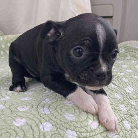 Brat Terrier