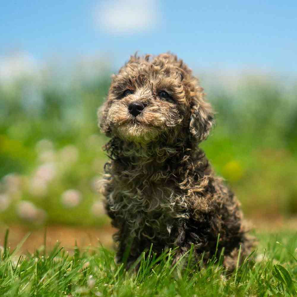 carousel pet images