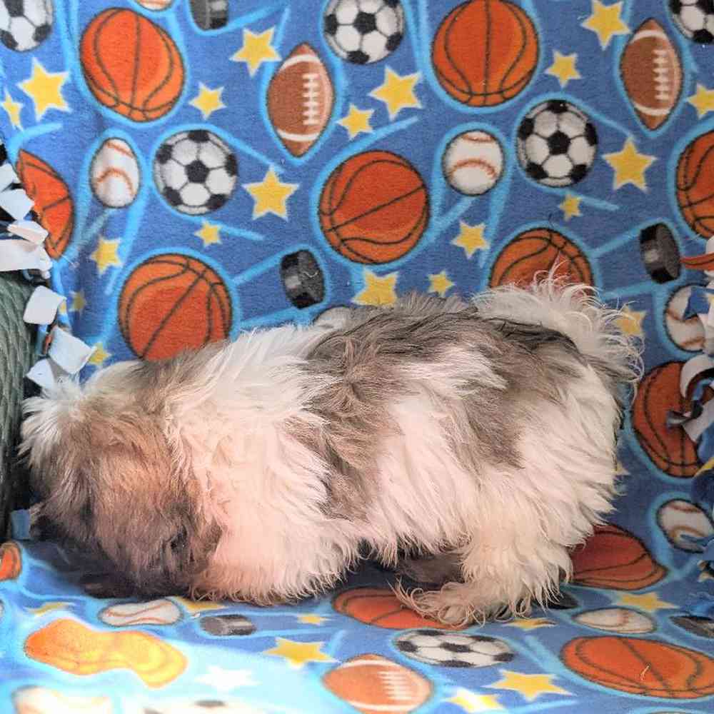 carousel pet images