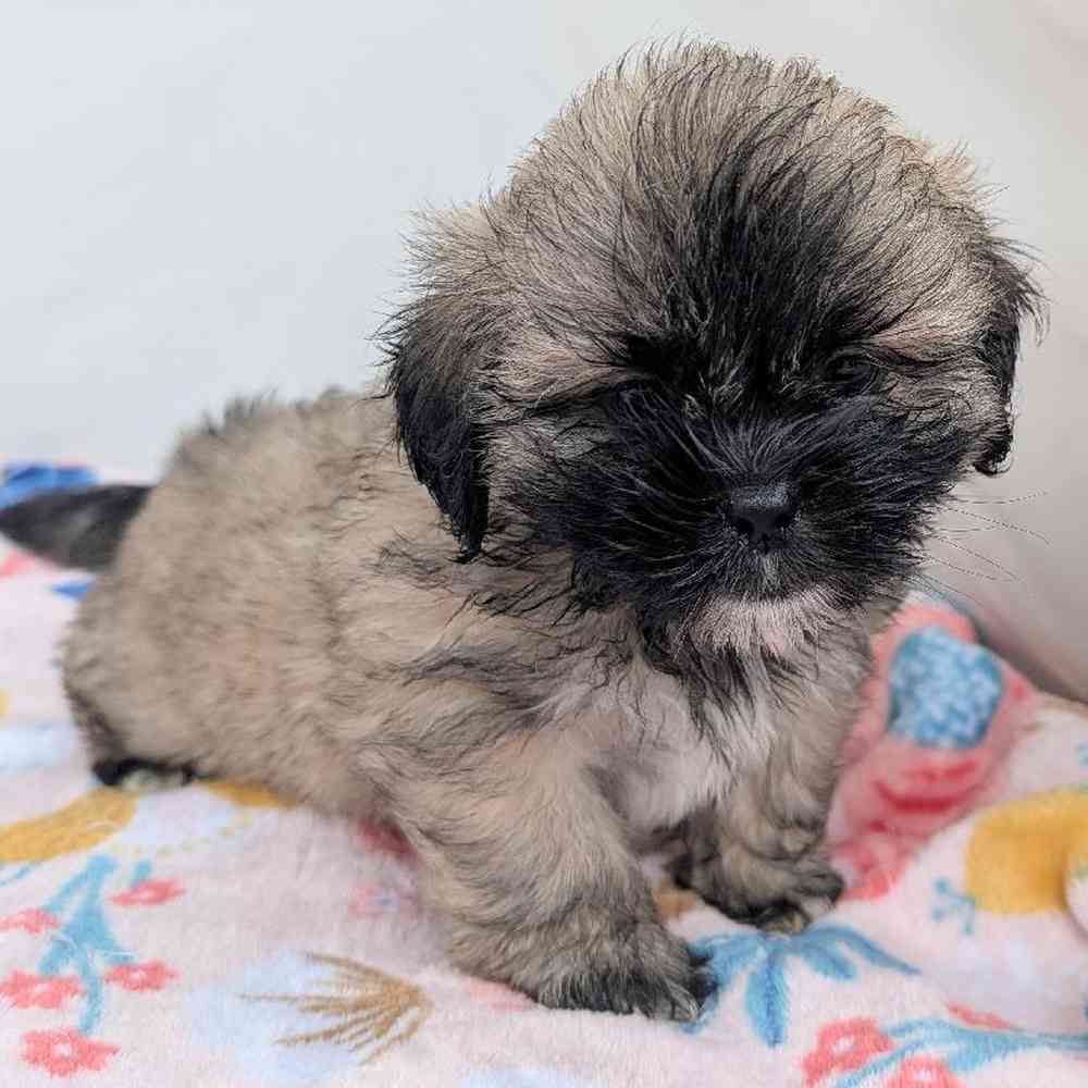 carousel pet images