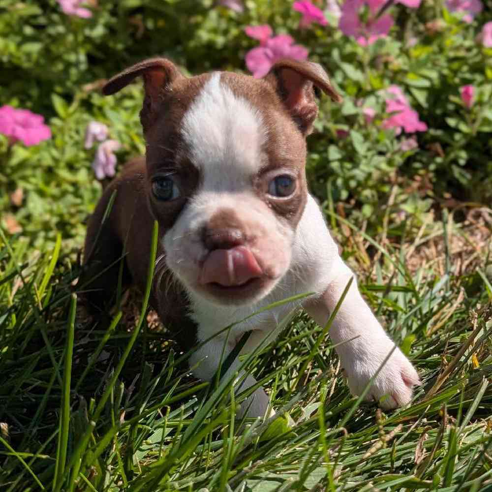 carousel pet images