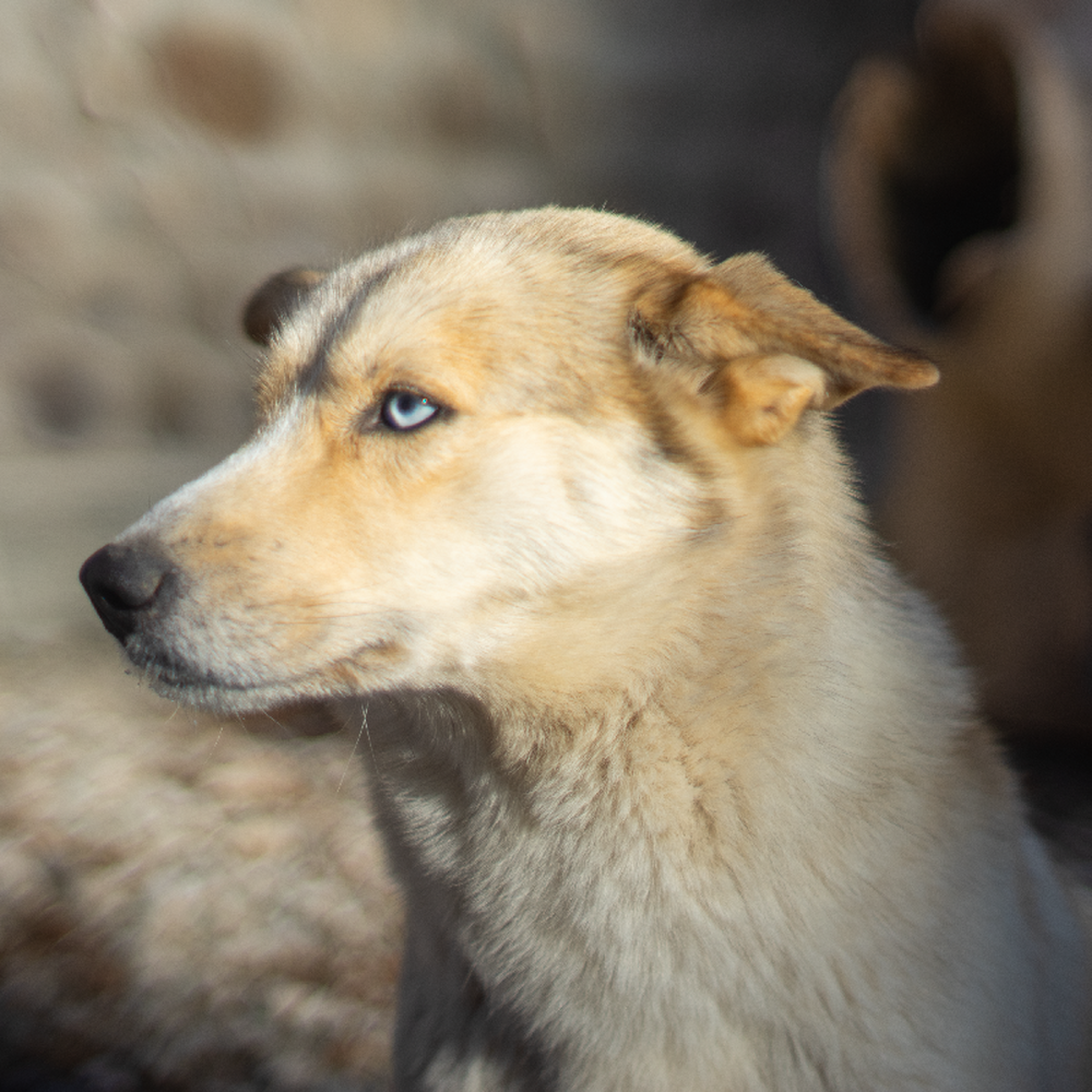 carousel pet images