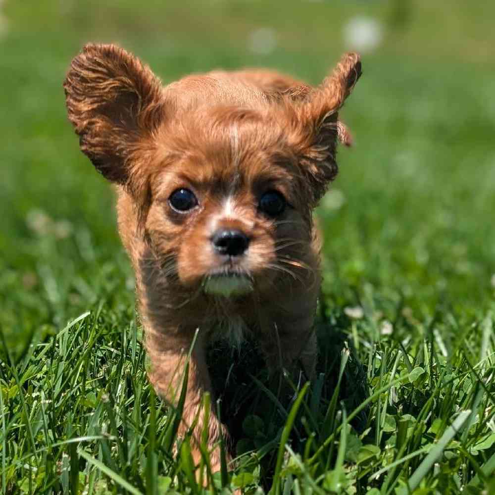 carousel pet images