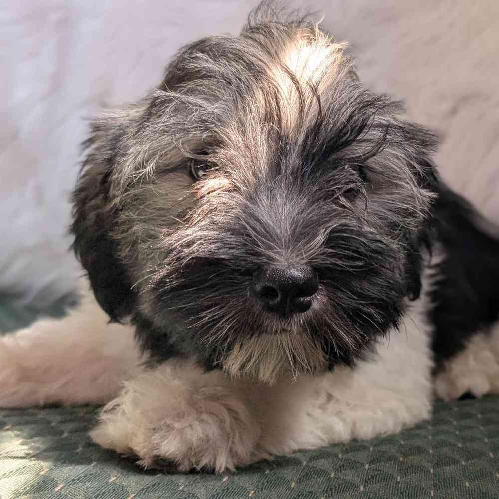 carousel pet images