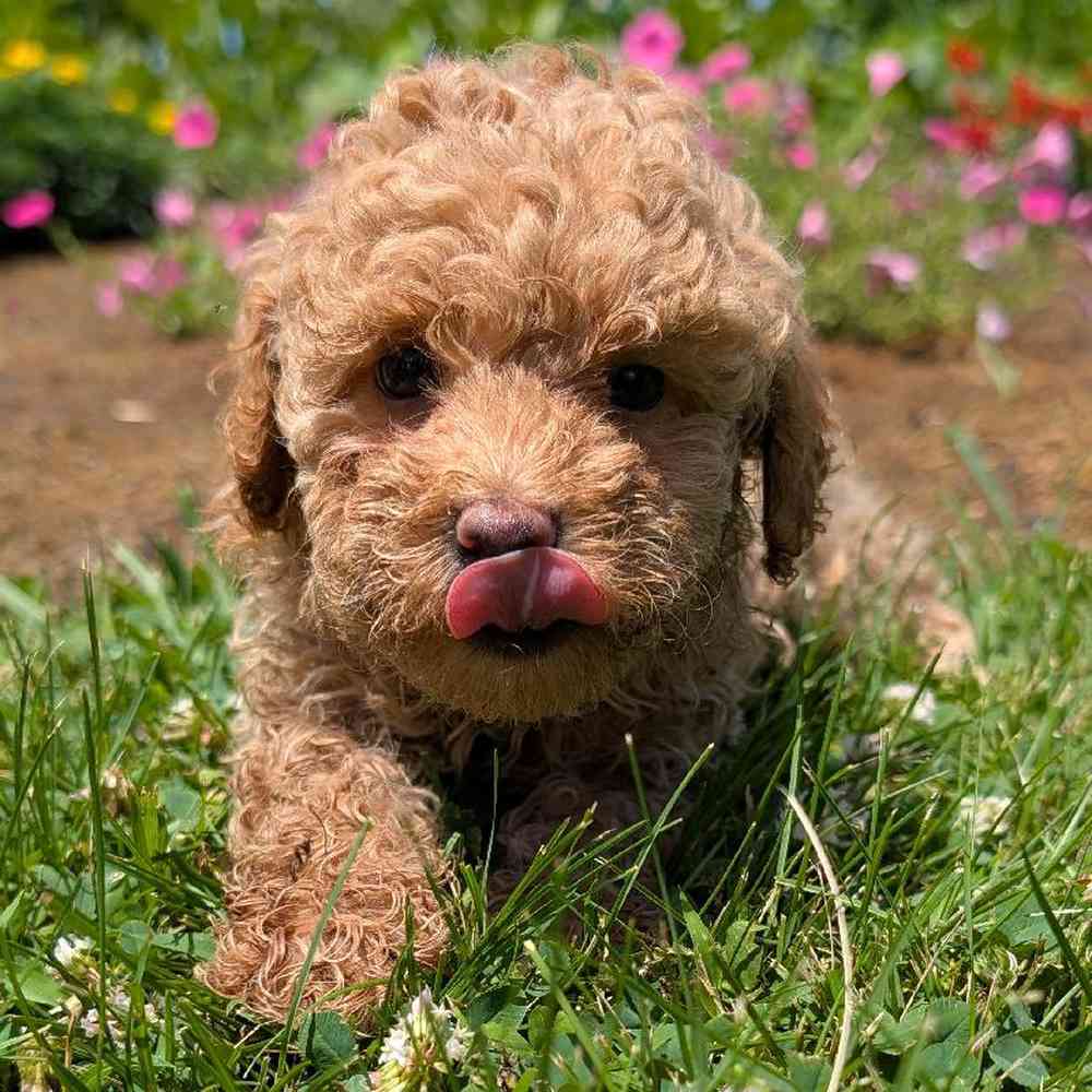 carousel pet images