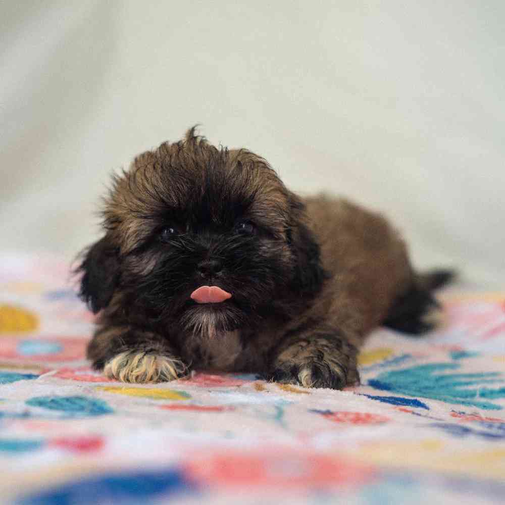 carousel pet images