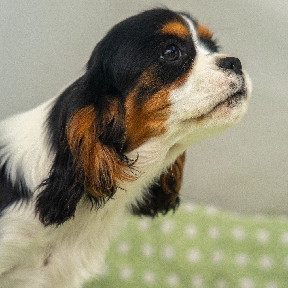 carousel pet images