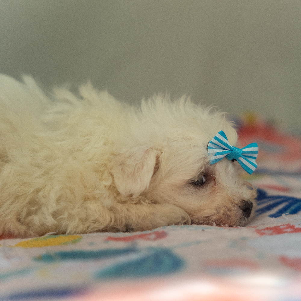 carousel pet images