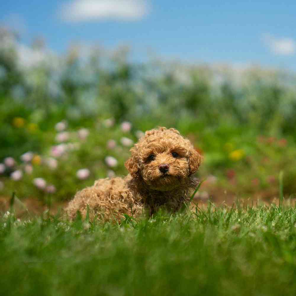 carousel pet images