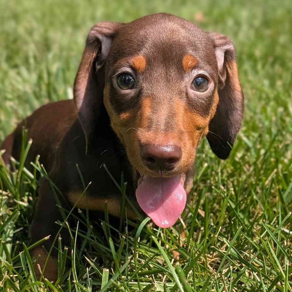 Male Mini Dachshund Puppy for Sale in Bloomington, IN