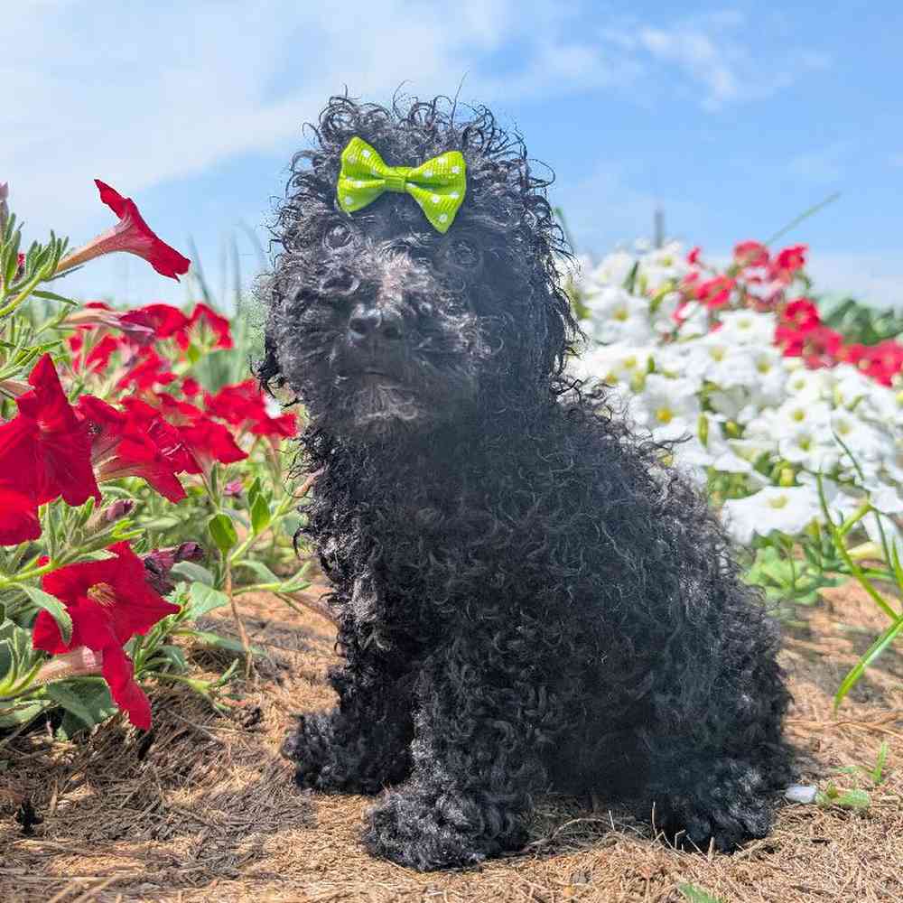 Poodle Toy Puppy for sale - TDKennels