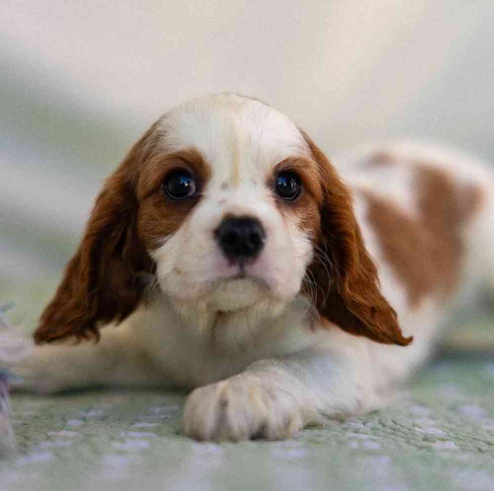 carousel pet images