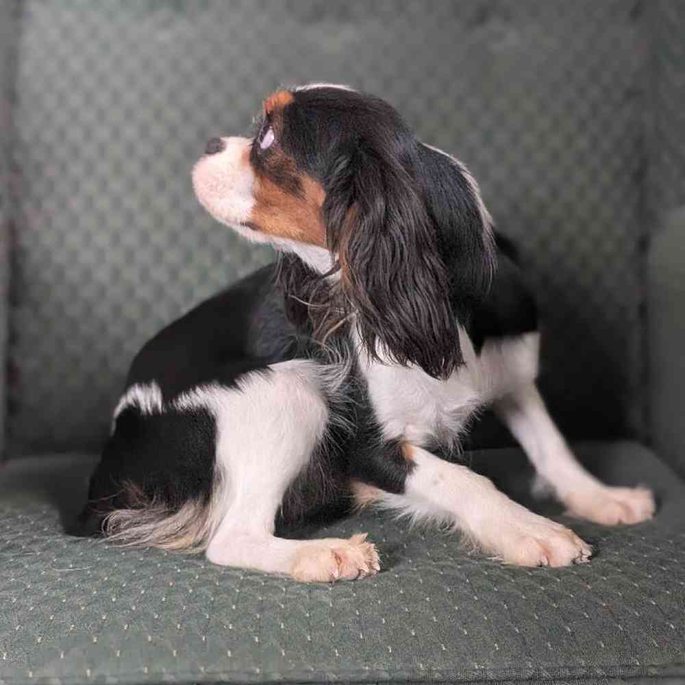 carousel pet images