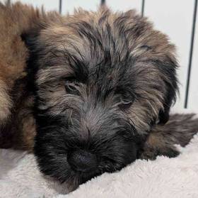 Soft Coated Wheaten Terrier