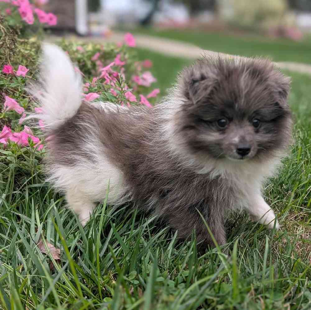 carousel pet images