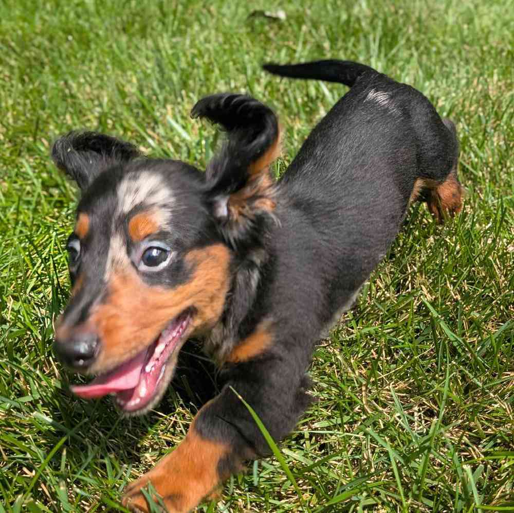 carousel pet images