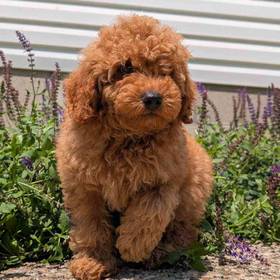 Cavapoo