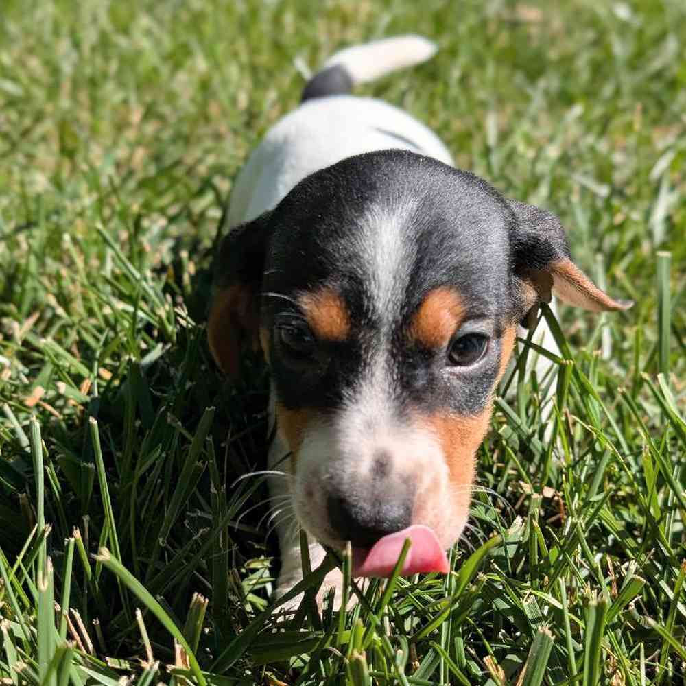 carousel pet images