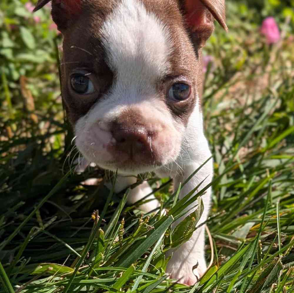 carousel pet images