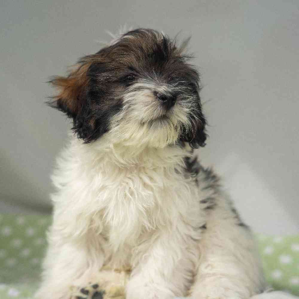 carousel pet images