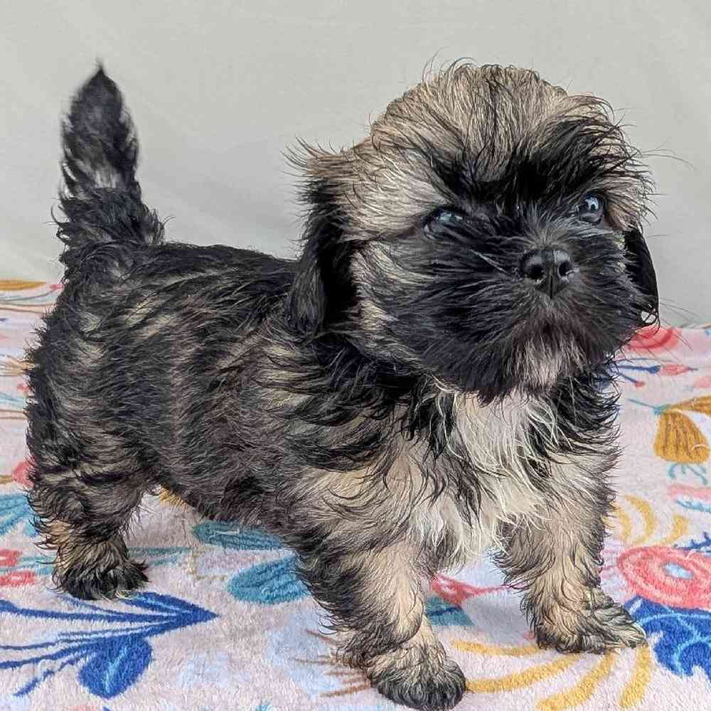 Image of a pet breed in the gallery