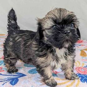 Shih Apso