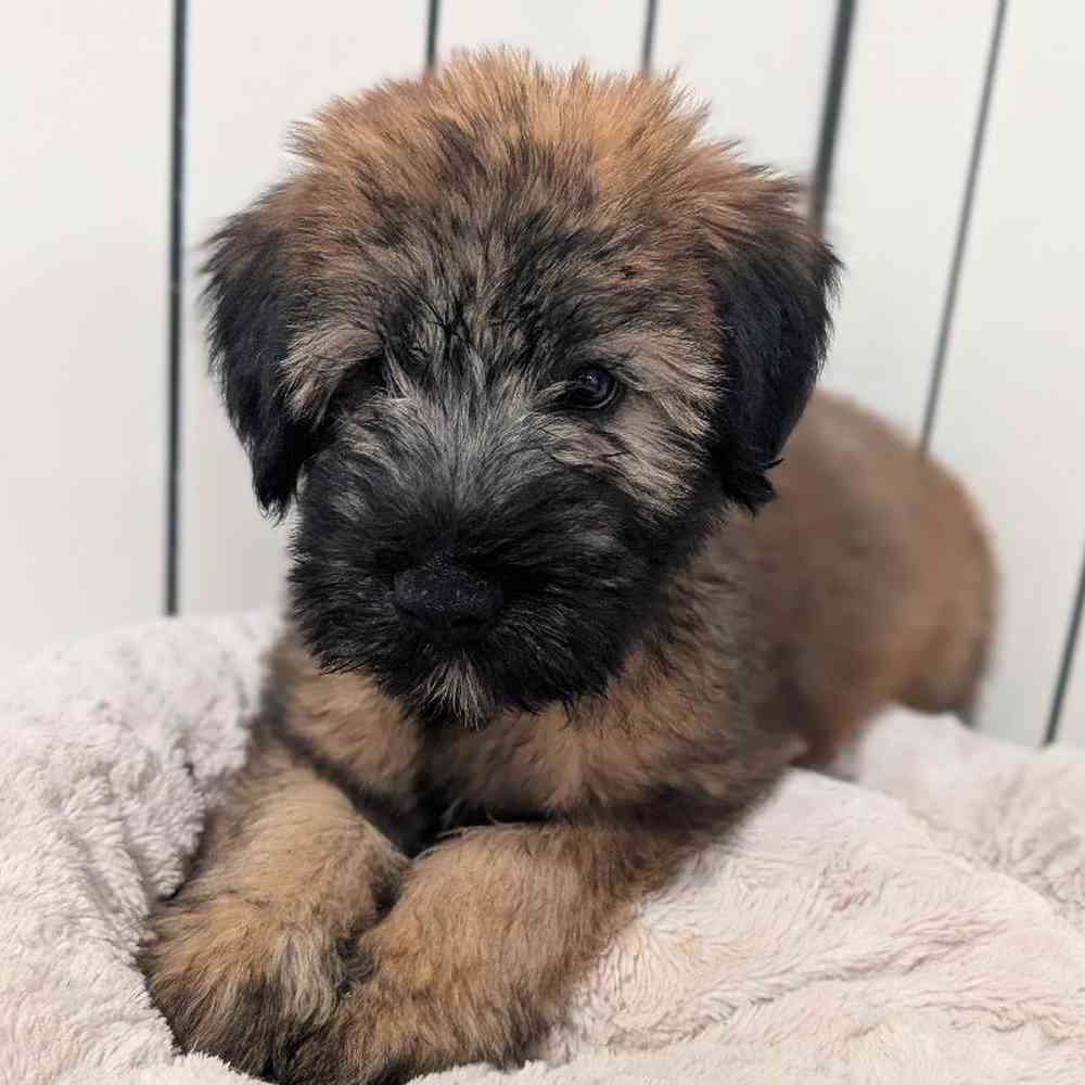 Male Soft Coated Wheaten Terrier Puppy for Sale in Bloomington, IN