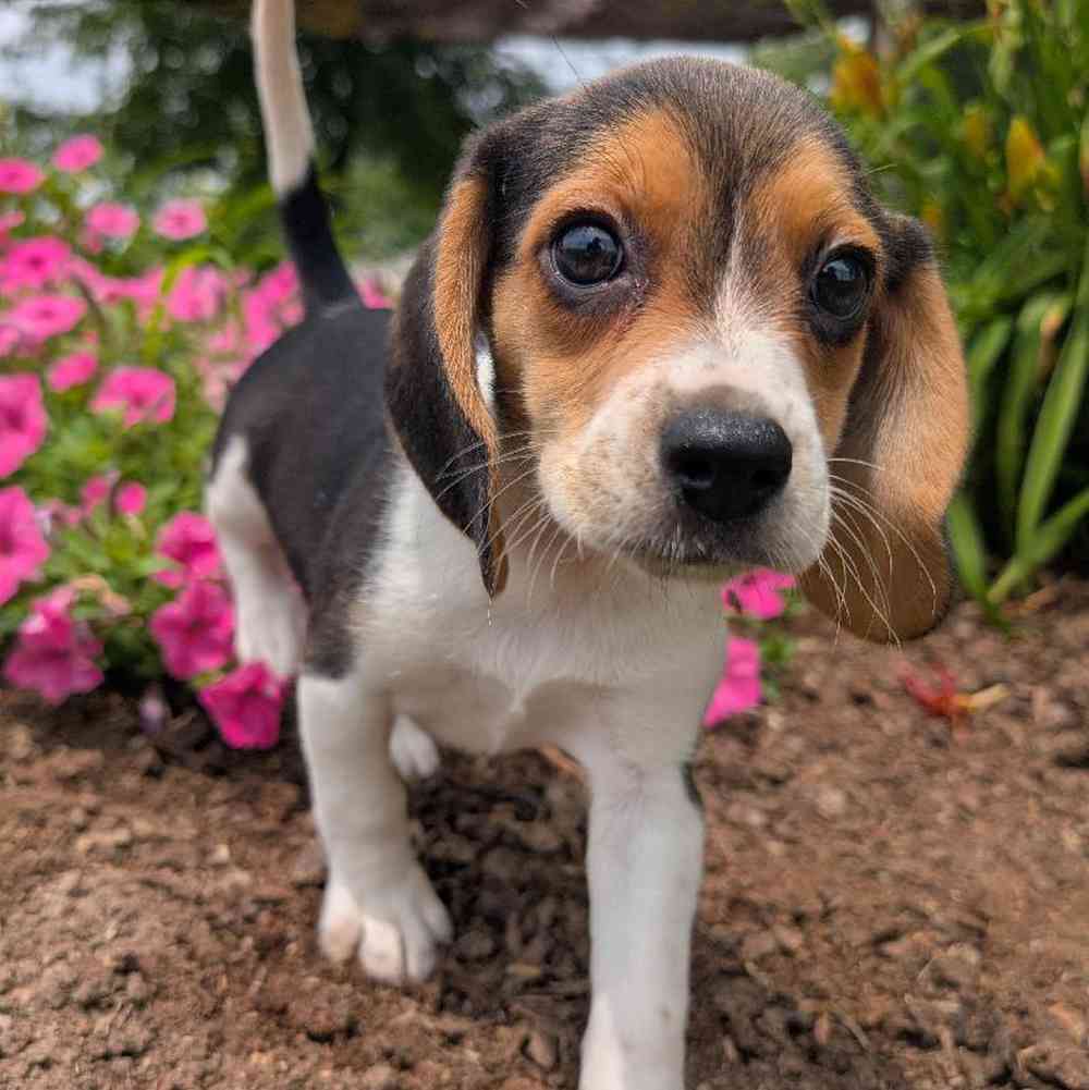 pet-img