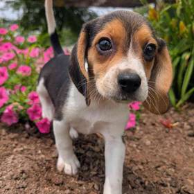 Beagle