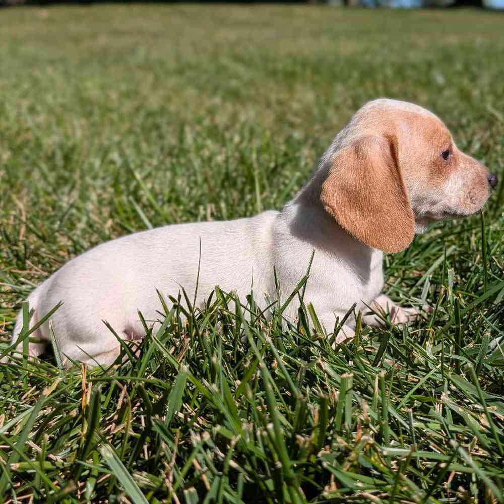 Female Mini Dachshund Puppy for Sale in Bloomington, IN