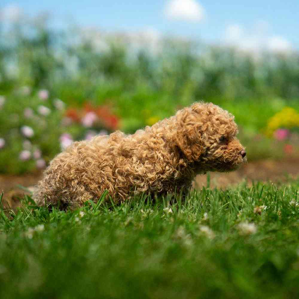 carousel pet images