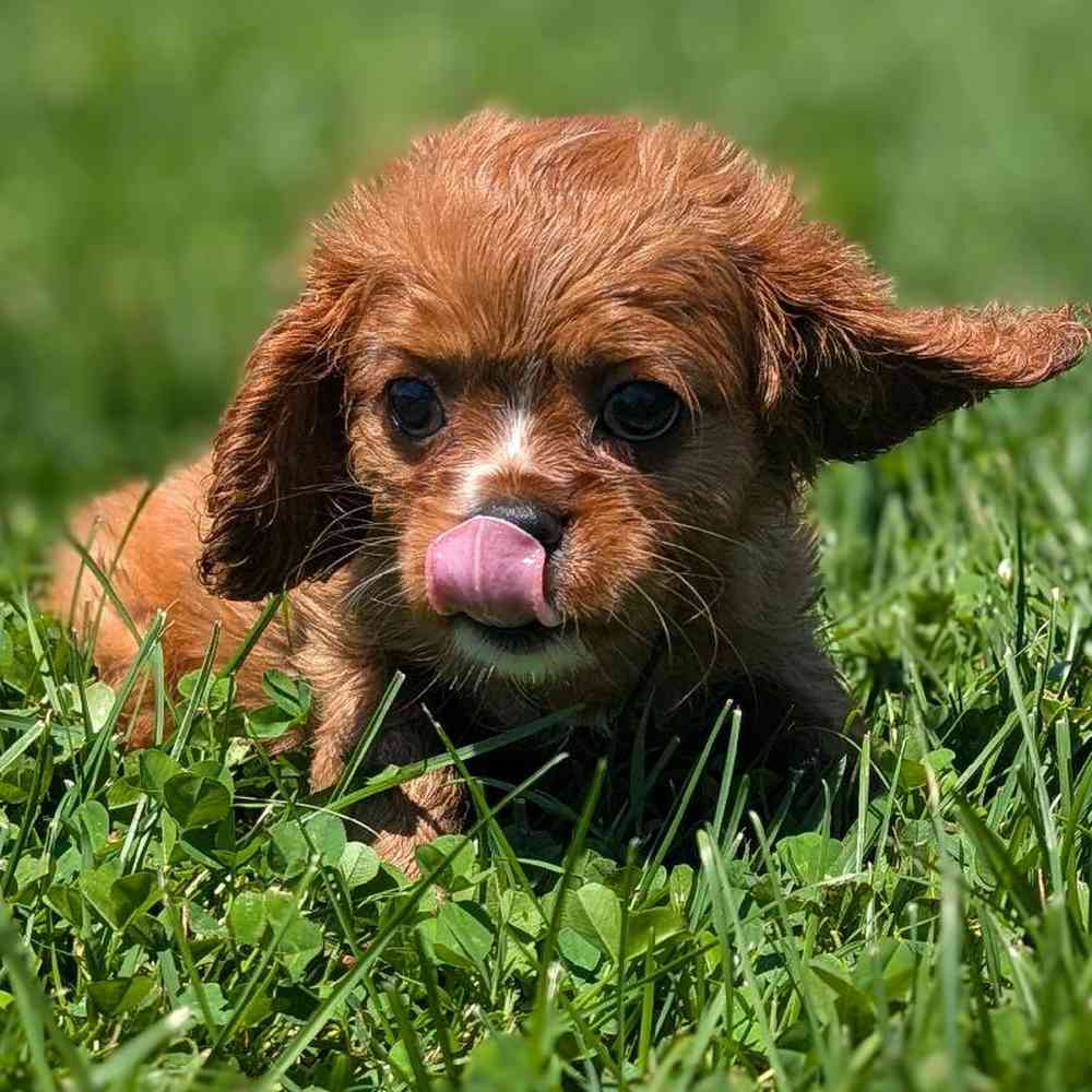 carousel pet images