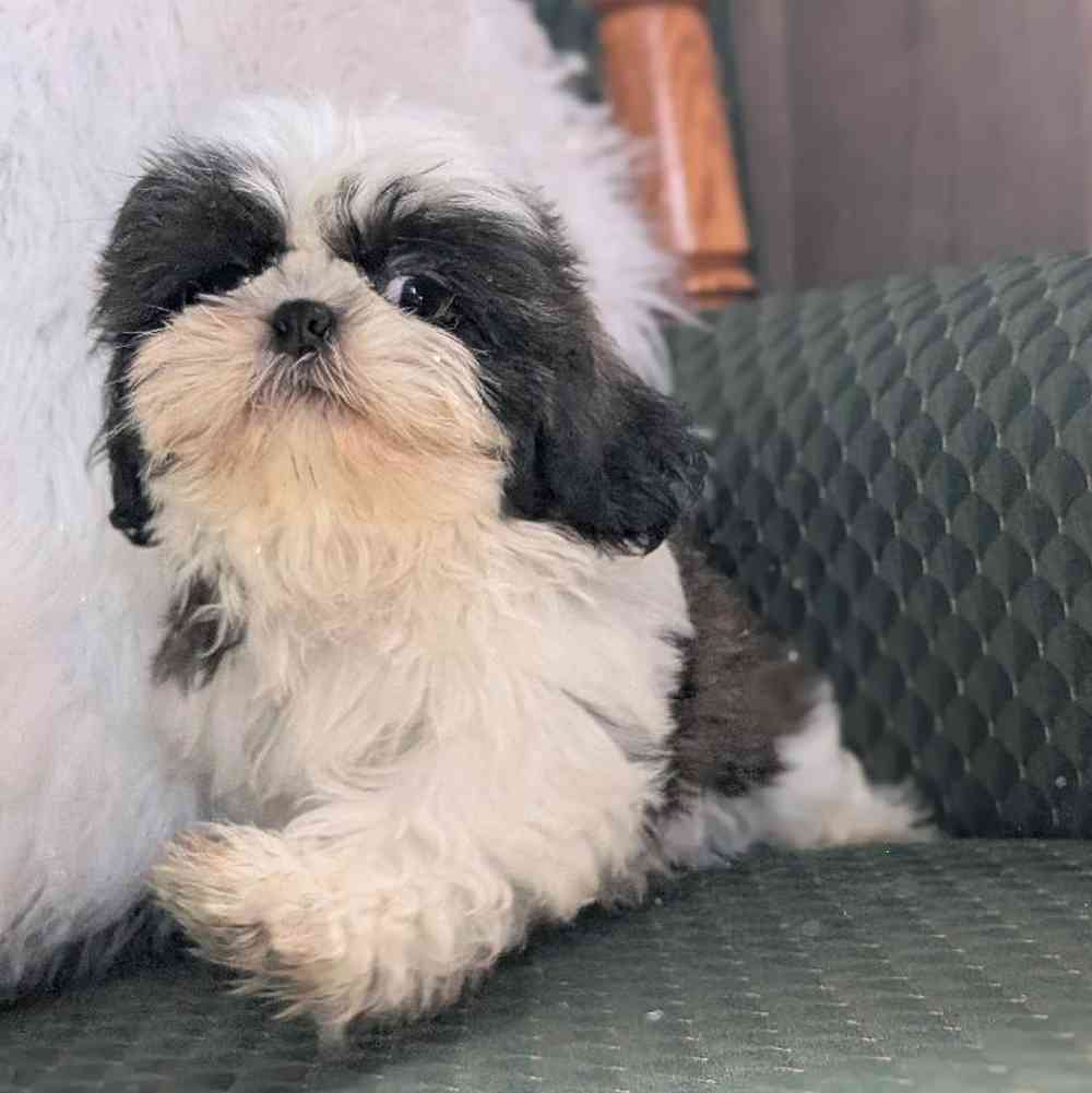 carousel pet images