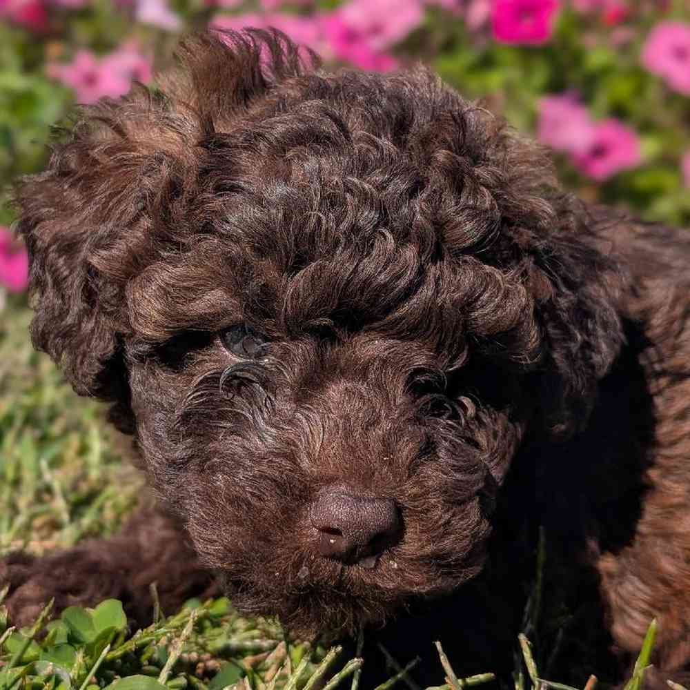 Male Poodle Toy Puppy for Sale in Bloomington, IN