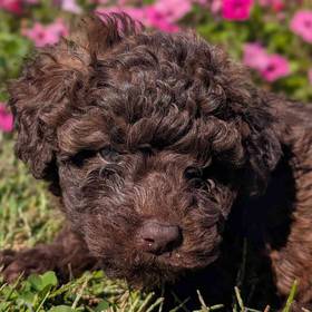 Poodle Toy