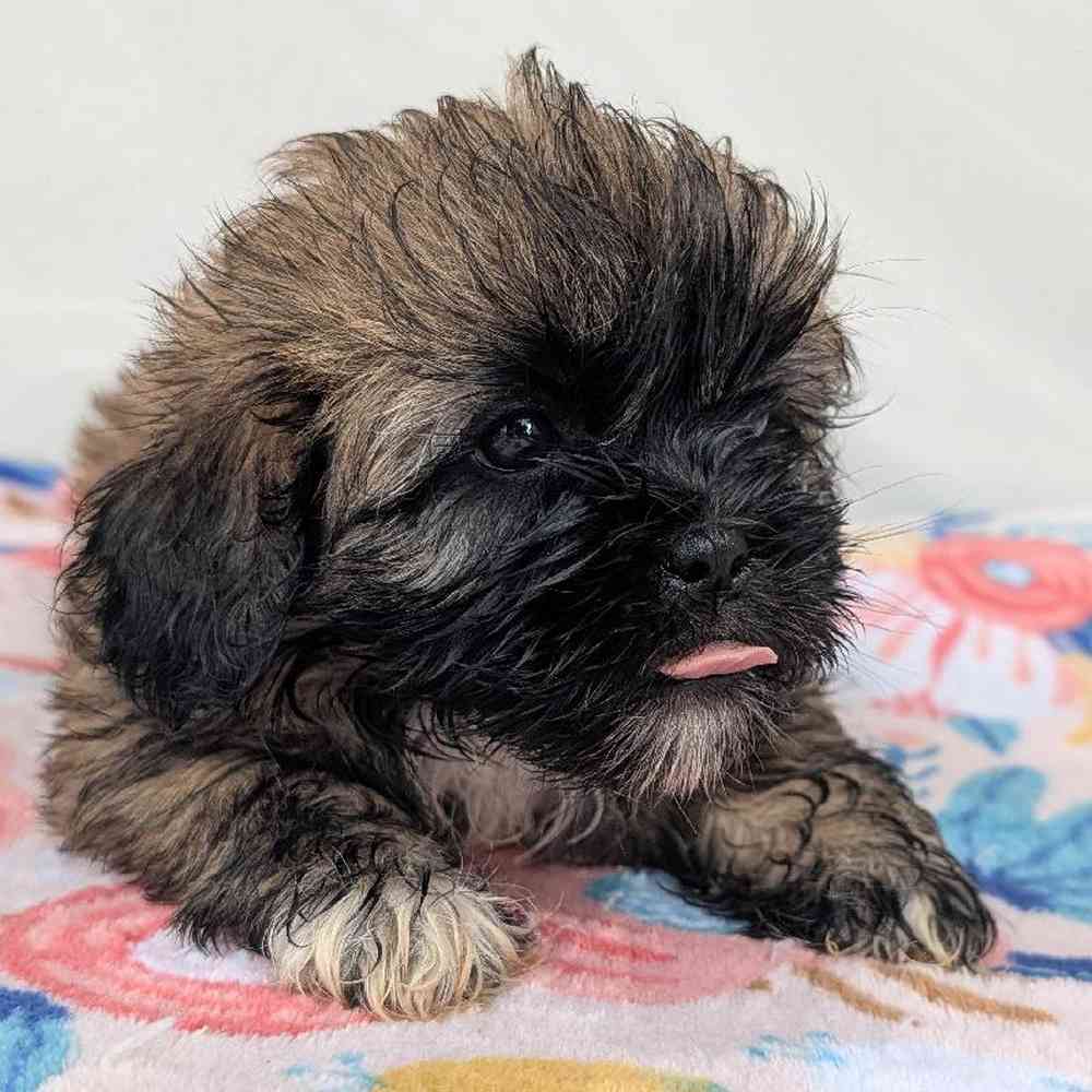 carousel pet images