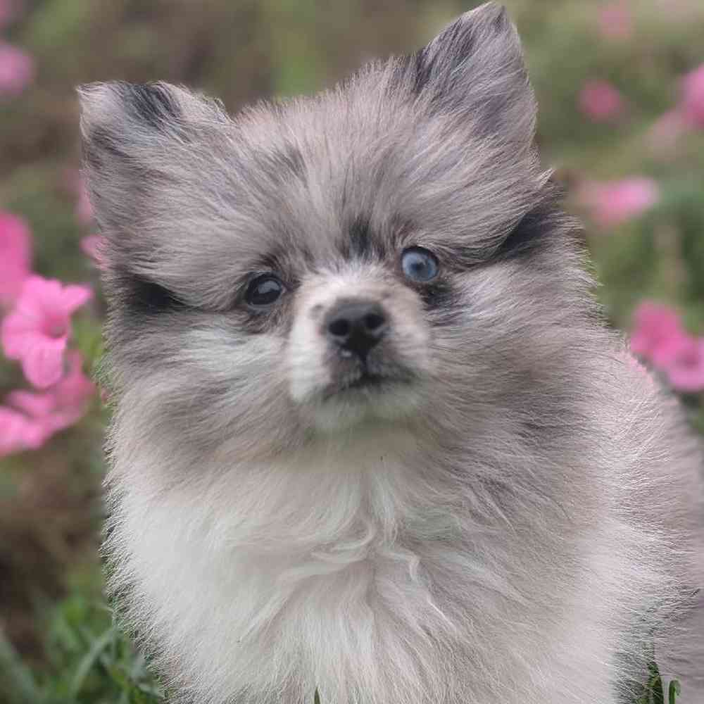 Female Pomeranian Puppy for Sale in Bloomington, IN