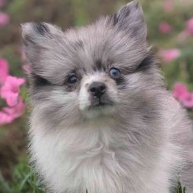 Pomeranian