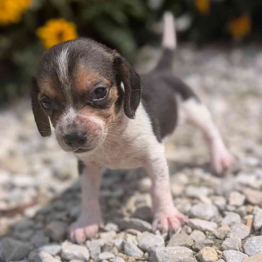 Male Beagle Puppy for Sale in Bloomington, IN