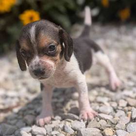 Beagle