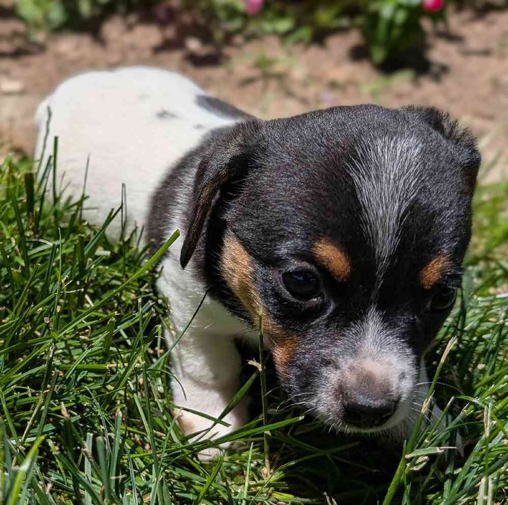 carousel pet images
