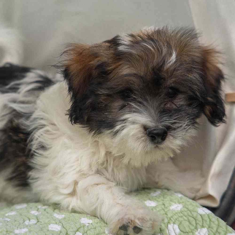 carousel pet images
