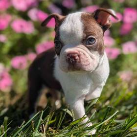 Boston Terrier