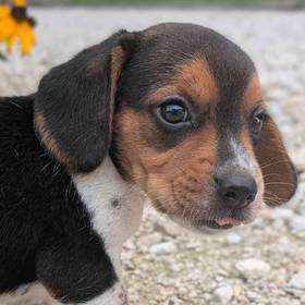 Beagle