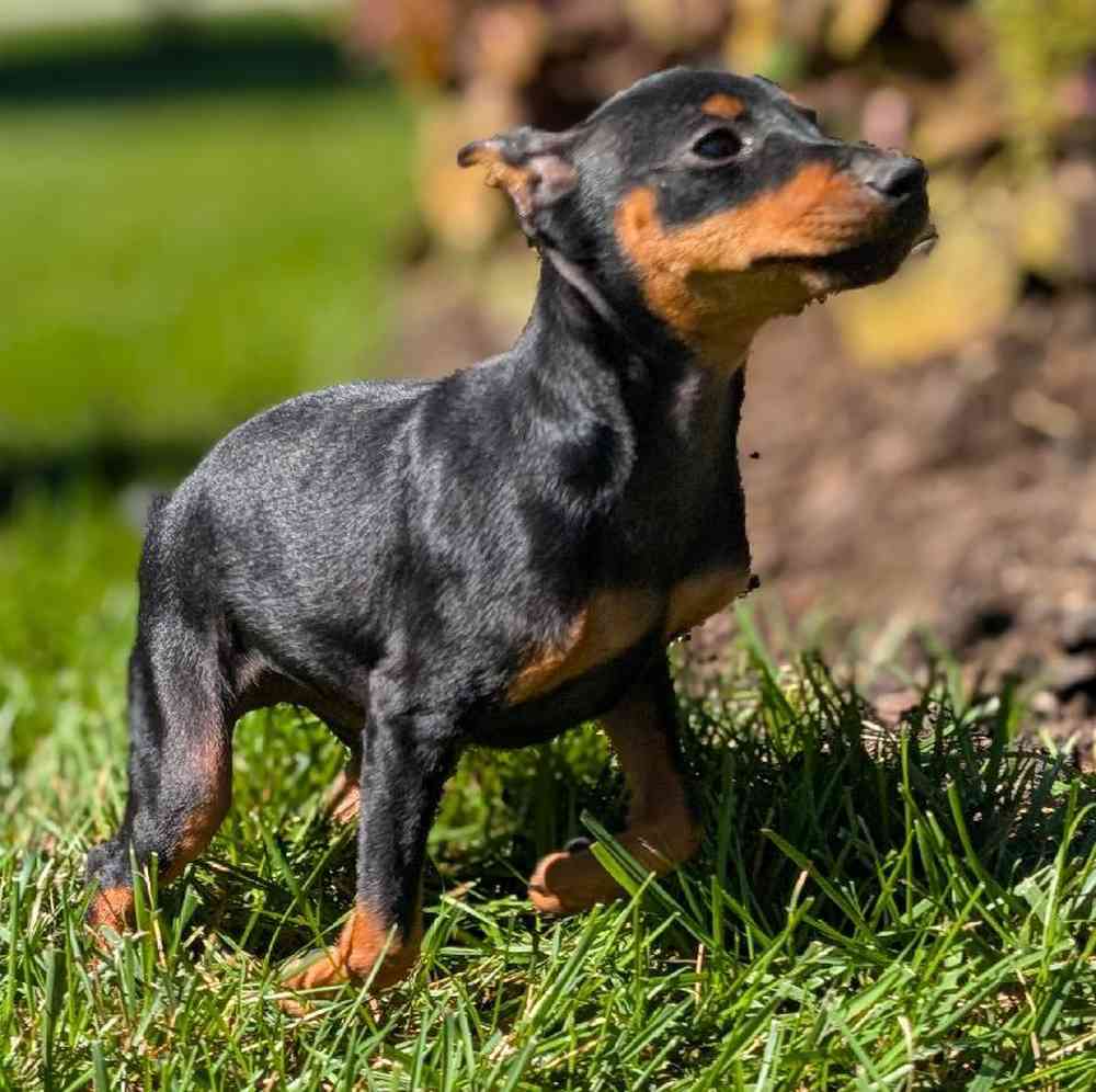 carousel pet images