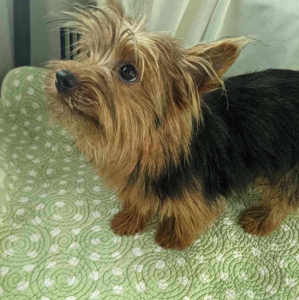 carousel pet images