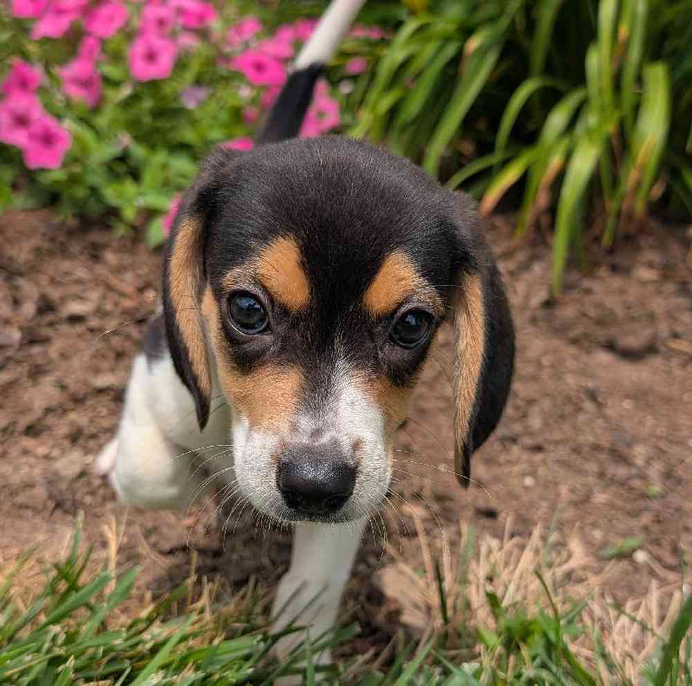 carousel pet images