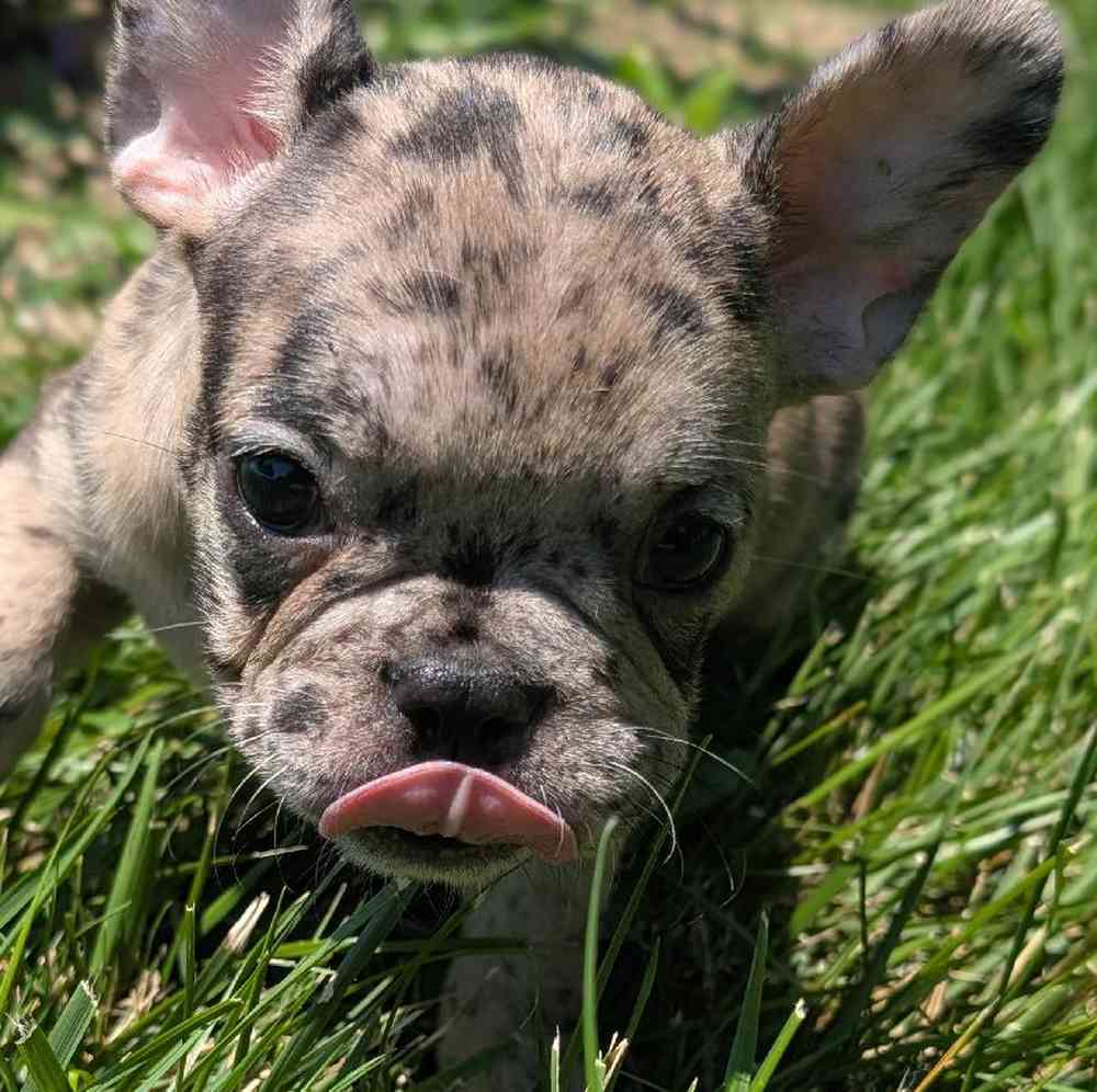 carousel pet images