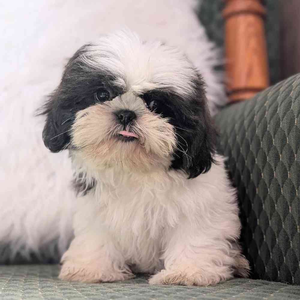 carousel pet images