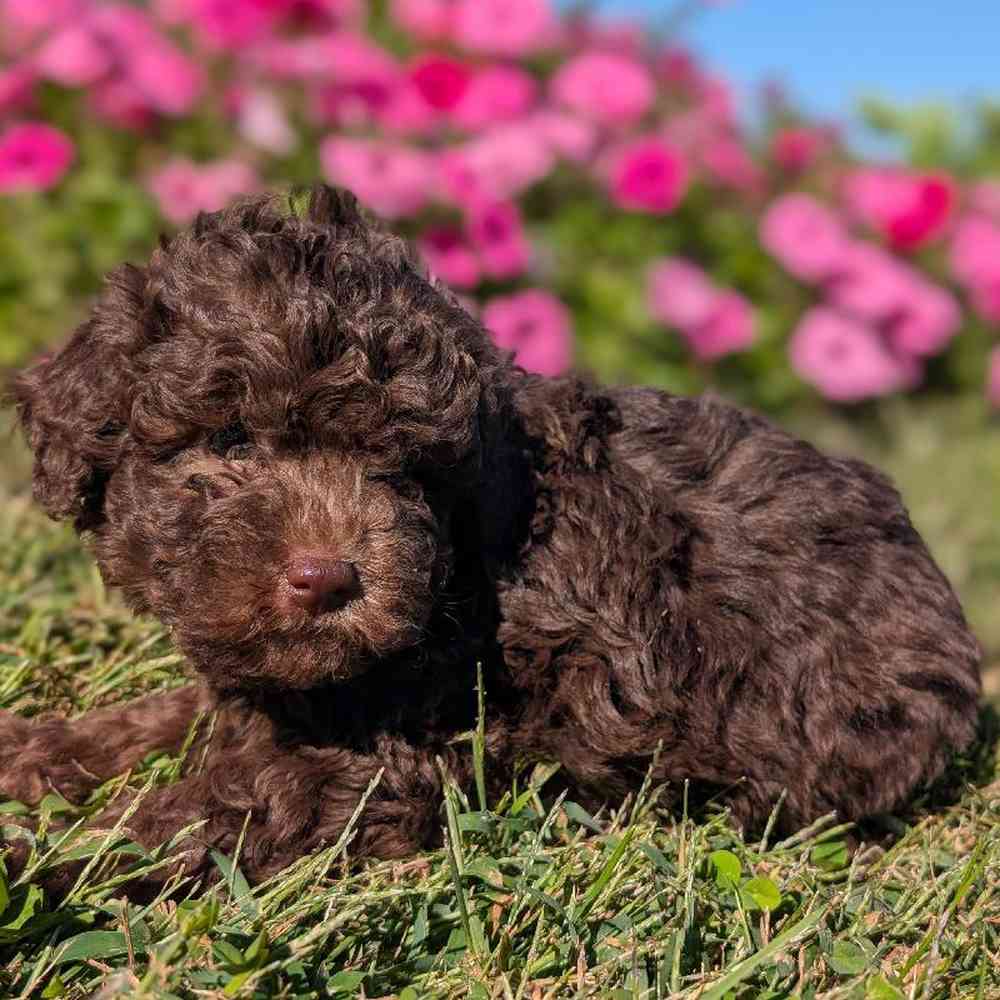 carousel pet images